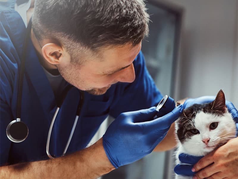 Veterinário examinando um gato em atendimento