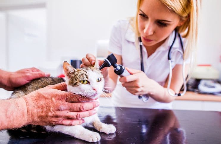 Veterinária examinando o ouvido de um gato com otoscópio