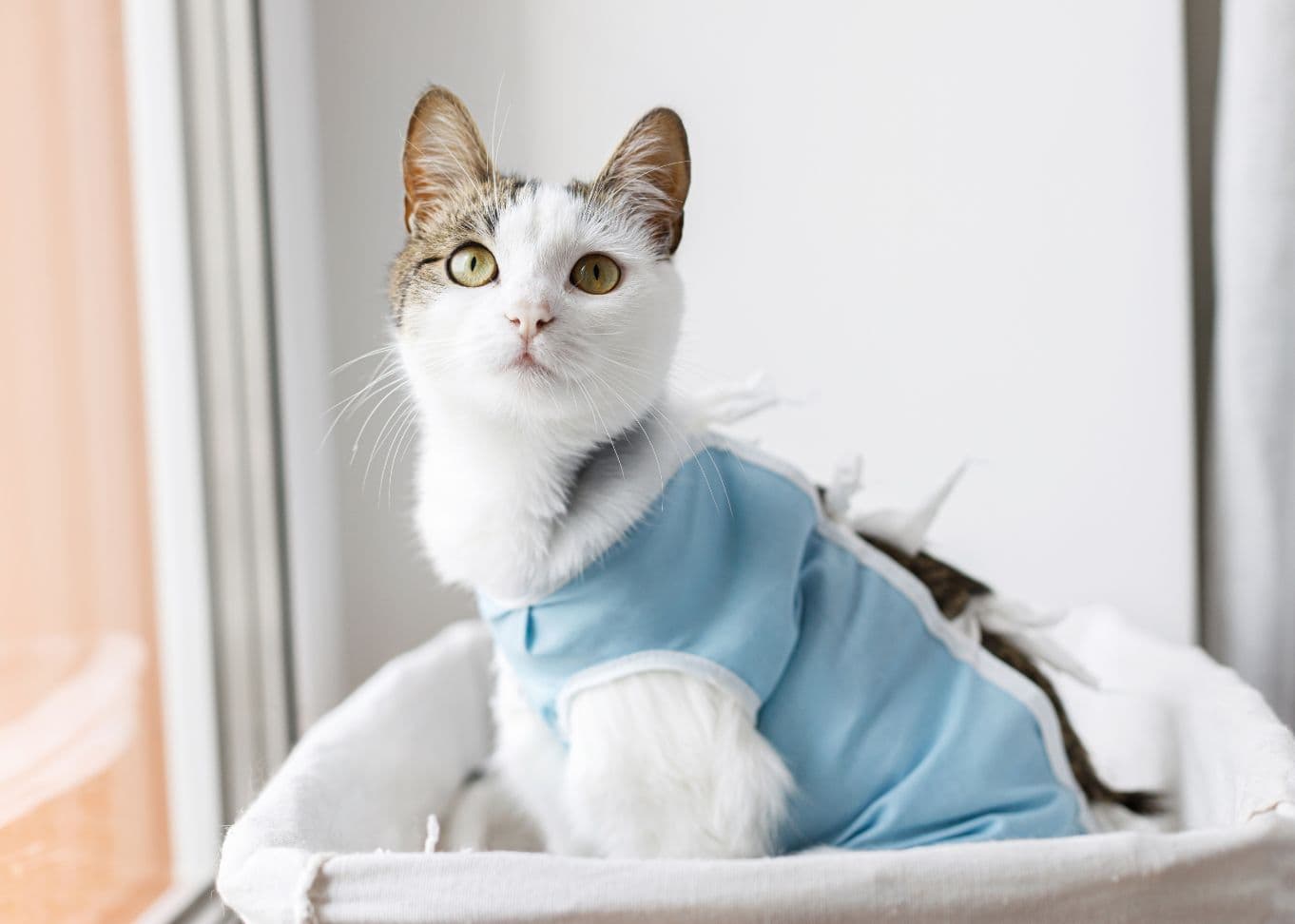 Gato em atendimento na Medt