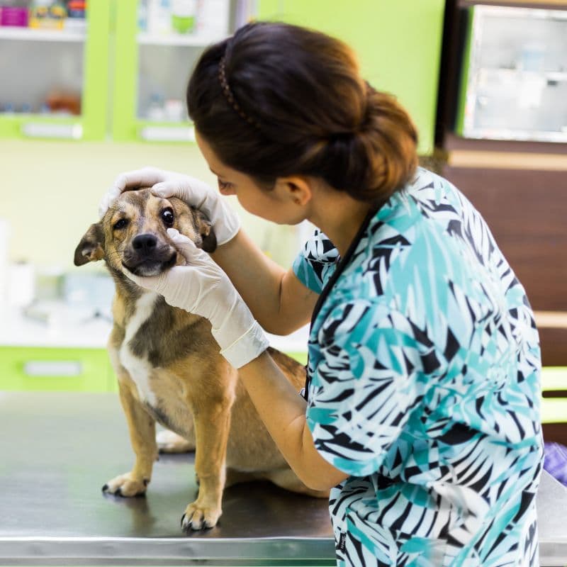 Veterinária examinando um cão na mesa de atendimento