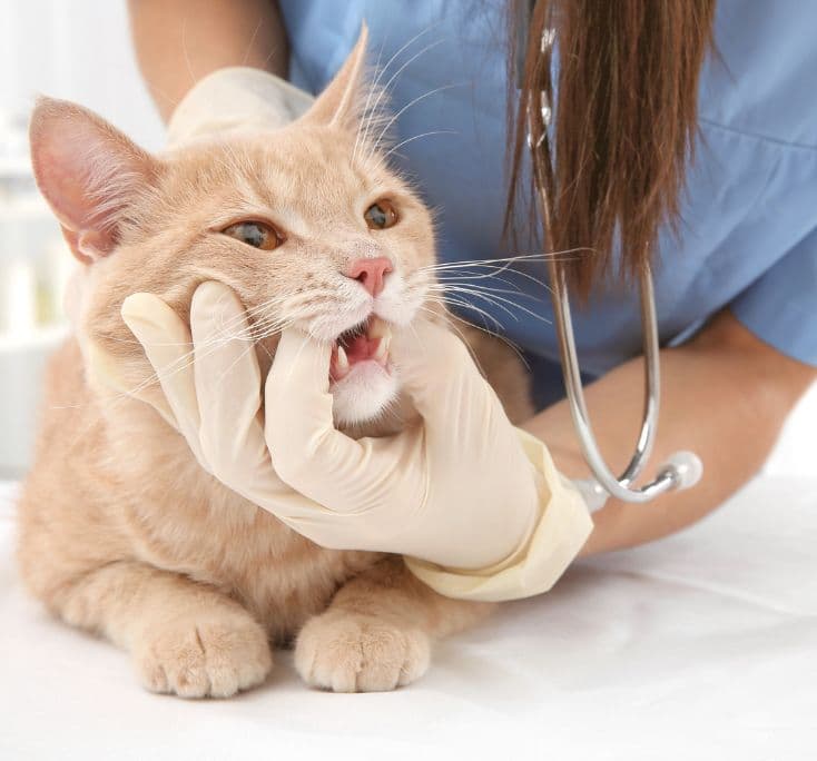 Atendimento de medicina felina na Medt