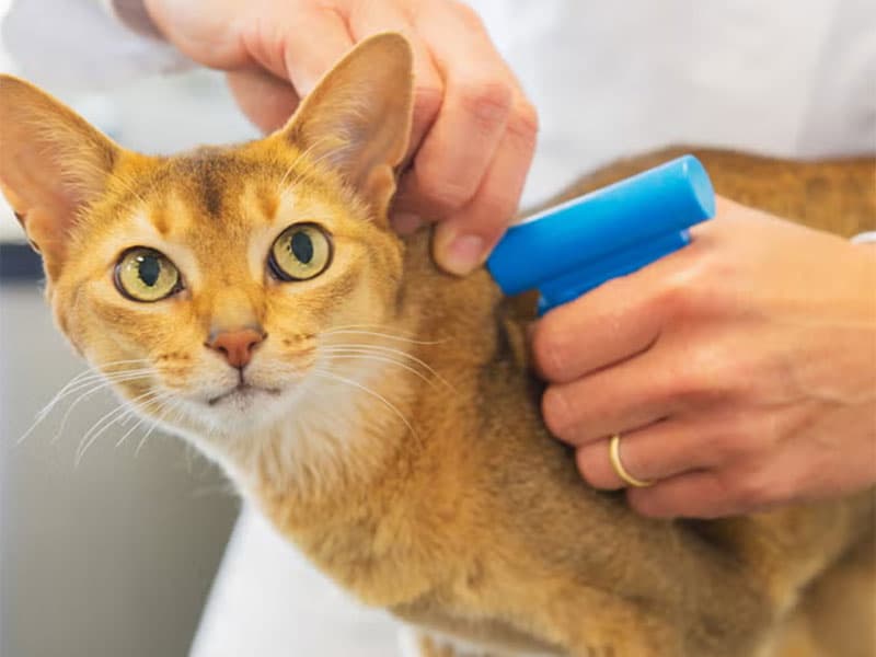 Microchipagem de um gato na Medt