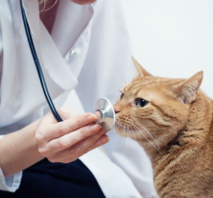 Atendimento de nefrologia veterinária na Medt