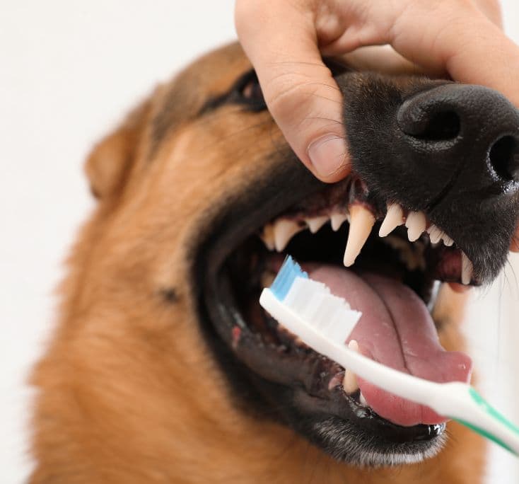 Atendimento de odontologia veterinária na Medt
