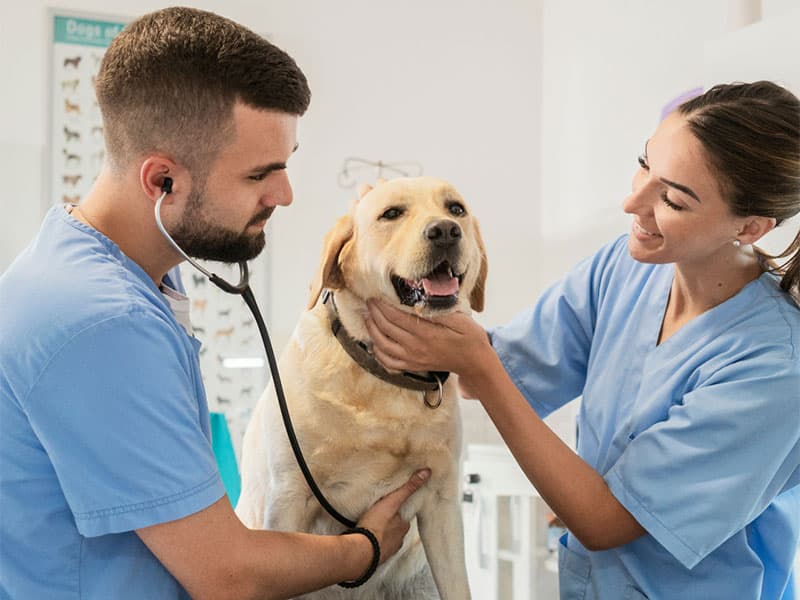 Veterinários da Medt examinando um cão labrador